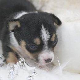 Chihuahua Puppies from Jersey’s Tiny Tails Chihuahuas