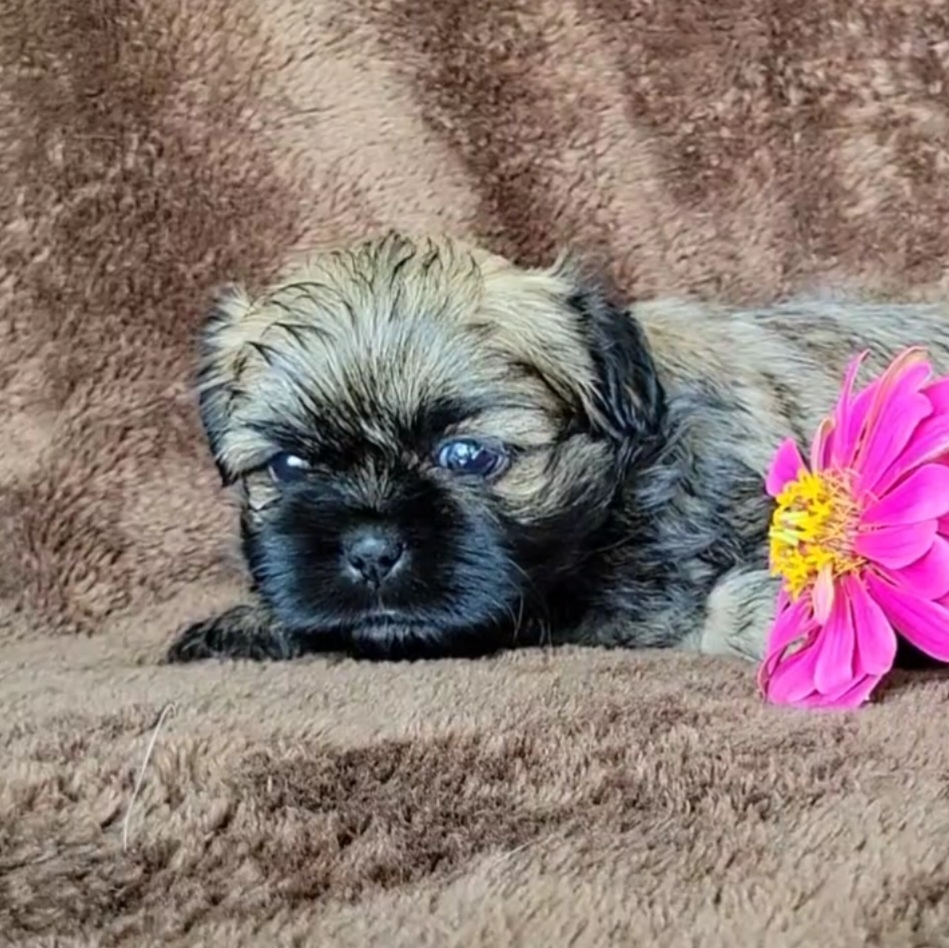 Bruce - Gold Shih Tzu puppy in Savannah, Tennessee from Juniverse Farm