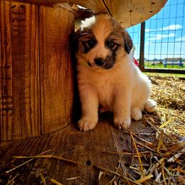 UNA- purple collar - White and badger female Great Pyrenees puppy in Mikado, Michigan from Brittain Family Farm