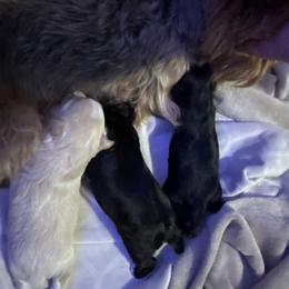 Oreo - Black and tan male Yorkshire Terrier puppy in Knoxville, Tennessee from Rainbow Bliss Yorkies