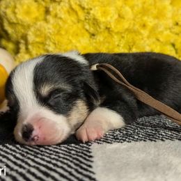 Brown Male - Black and tan male Pembroke Welsh Corgi puppy in Mcarthur, Ohio from Bentley Corgis LLC