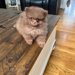 Café - Chocolate male Pomeranian puppy in Randleman, North Carolina from Luxurious Poms