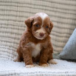 Pearl - Apricot female Aussiedoodle puppy in Jacksonville, Florida from Lolo’s Aussiedoodle