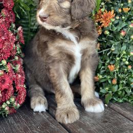 Bernedoodle Puppies from White Oak