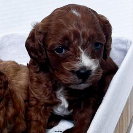Cavalier King Charles Spaniels, Cavapoos, and Poodles from Show Me Poodles Doodles and Cavaliers
