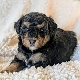 Zeta - Tri-color female Bernedoodle puppy in Sparta, Missouri from Sis' Doodles & Poodles