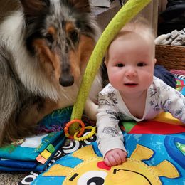 Collie All Grown Up from Grace Mountain Collies