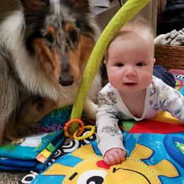 Collie All Grown Up from Grace Mountain Collies