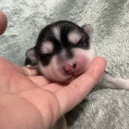 Cosmo - Black and white male Pomsky puppy in Valparaiso, Indiana from Valparaiso Pomskys