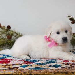 Miss Pink - Light golden female Golden Retriever puppy in Bedford, Indiana from Indiana Goldens