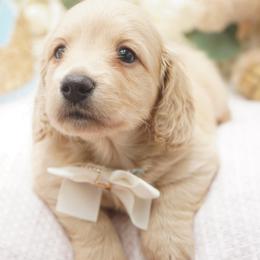 Teddy - Cream male Dachshund puppy in Big Rapids, Michigan from 30 Acre Woods Dachshunds