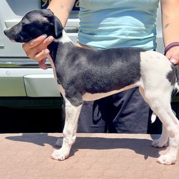 Saga - White and black female Whippet puppy in Redmond, Oregon from Chappelle Whippets