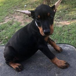 Doberman Pinscher Puppies from All Stars Doberman