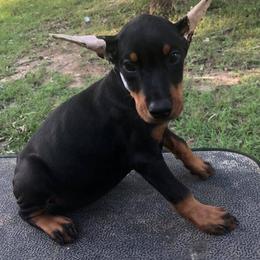Doberman Pinscher Puppies from All Stars Doberman