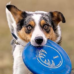 Border Collies from T/S Border Collies