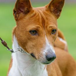 Gage - Basenji