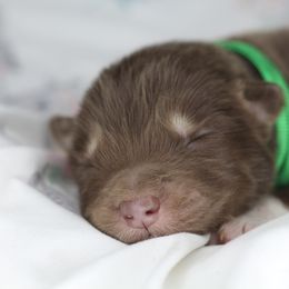 Mocha - Red and white male Alaskan Malamute puppy in Independence, Virginia from New River Valley Malamutes
