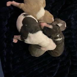Italian Greyhound puppies from Italian Greyhounds of Frisco