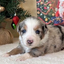 Boy 1 - Miniature Australian Shepherd puppy from L Bar W Aussie Ranch