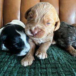 Teddy - Apricot male Goldendoodle puppy in Ottawa, Ohio from Simply Beautiful Goldendoodles