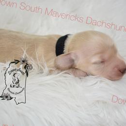 Black cream boy - Cream male Dachshund puppy in Seminary, Mississippi from Down South Mavericks Dachshunds