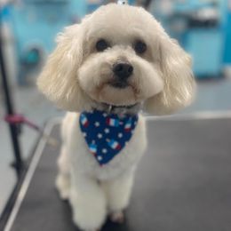 Thor - Poodle