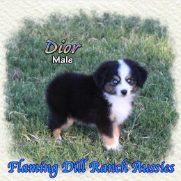 Dior - Black tri male Toy Australian Shepherd puppy in Forestburg, Texas from Flaming Dill Ranch Aussies