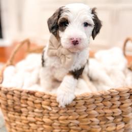 Snoopy - Blue merle male Bernedoodle puppy in Sulphur, Louisiana from Curly Q’s Of Carlyss