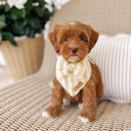 Graham - Red  male Goldendoodle puppy in Syracuse, Indiana from The Doodle Cove