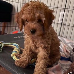 Cockapoo Puppies from Martin's Cockapoos