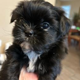Beamon triplet 2 - Black and white male Shih Tzu puppy in New Port Richey, Florida from Stanford's Shih Tzus