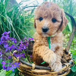 Green collar - Apricot female Goldendoodle puppy in Denison, Iowa from Violet View Iowa Goldendoodles
