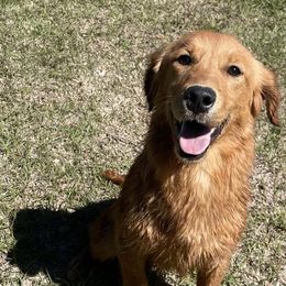 Golden Retrievers and Labrador Retrievers from Beards Creek Kennels