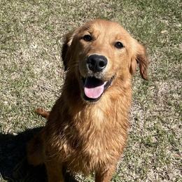Golden Retrievers and Labrador Retrievers from Beards Creek Kennels