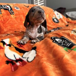 Sallie - Dapple female Dachshund puppy in Victorville, California from Wirz’s Weenies