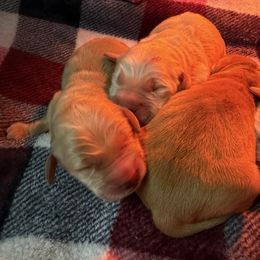 Boy 2 - Golden male Golden Retriever puppy in Amherst, Virginia from Knight's Golden Acres