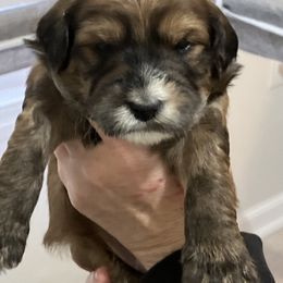 Whoodle Puppies from RockyRiverPups