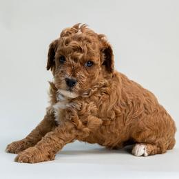 Apollo - Red  male Poodle puppy in Weston, Florida from Miami Toy Poodles