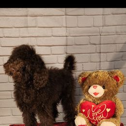 Boy 1 - Goldendoodle puppy from Angel Breed Solutions