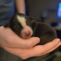 Red Tri Girl 1 - Red tri-color female Miniature American Shepherd puppy in Vancouver, Washington from BonDrew's Miniature American Shepherds