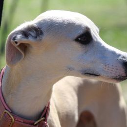 Whippet All Grown Up from Skyline Whippets
