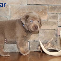 Labrador Retriever Puppies from Silver Dollar Labs