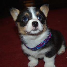 Pembroke Welsh Corgi Puppies from XOXO Corgis