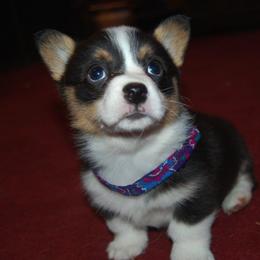 Pembroke Welsh Corgi Puppies from XOXO Corgis