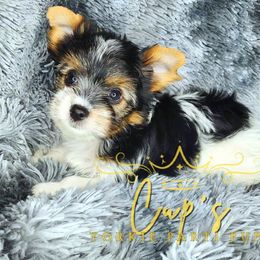 Zuko - Parti male Yorkshire Terrier puppy in Austin, Arkansas from Cup's Yorkie Parti Pups