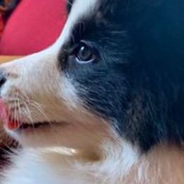 Border Collies from HiQ Border Collies