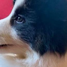 Border Collies from HiQ Border Collies