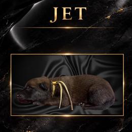 Jet - Fawn sable male Belgian Malinois puppy in Chino, California from BlueStone K9