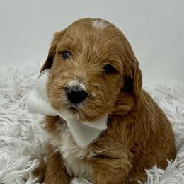 White Male - Apricot male Goldendoodle puppy in Great Falls, Montana from Montana Goldendoodles