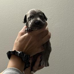 Great Dane All Grown Up from Dream Danes House of Cambridge Great Danes